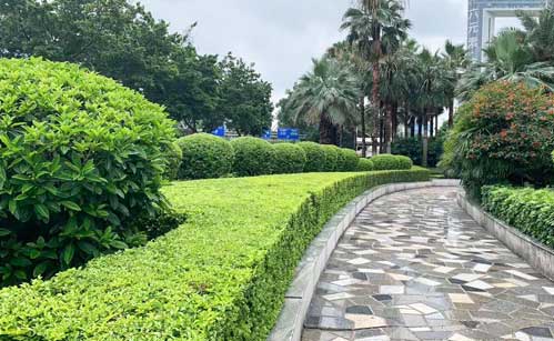 商業中心綠化養護